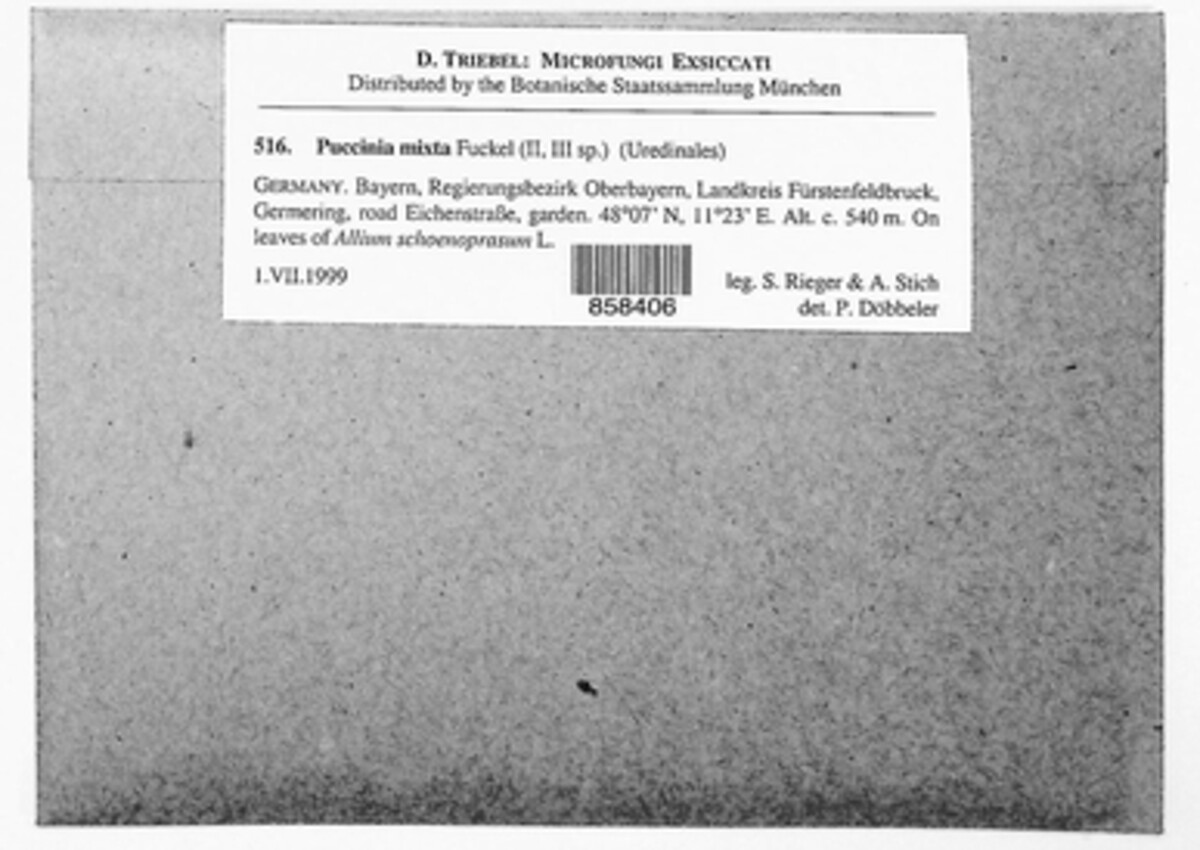 Puccinia mixta image